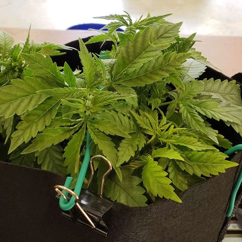 T-Dub (Trainwreck Heirloom) growlog photo: 10.5x8x6 inches