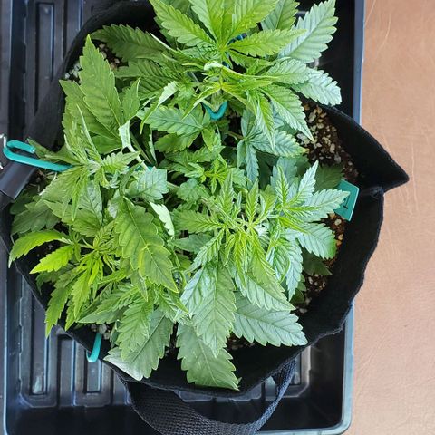 T-Dub (Trainwreck Heirloom) growlog photo: 10.5x8x6 inches