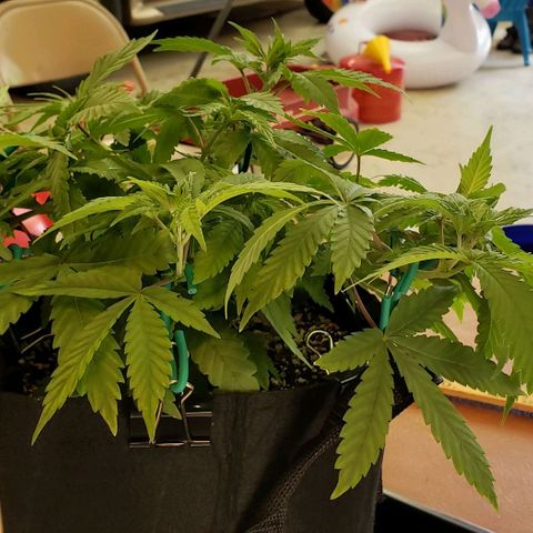 Hot Mess growlog photo: 16.5x14.5x7.5 inches