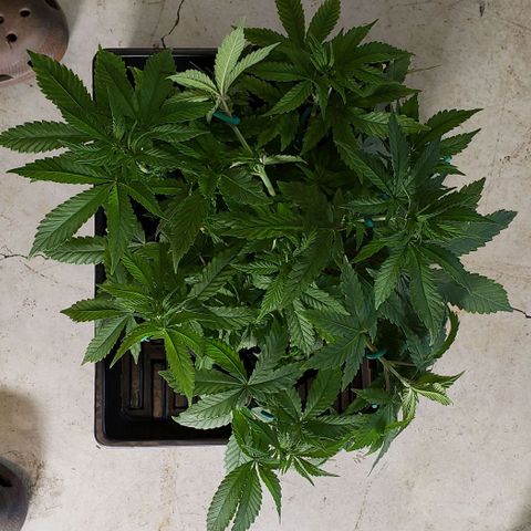 Hot Mess growlog photo: 16.5x14.5x7.5 inches