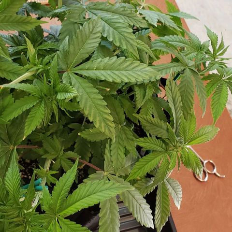 Hot Mess growlog timeline photo