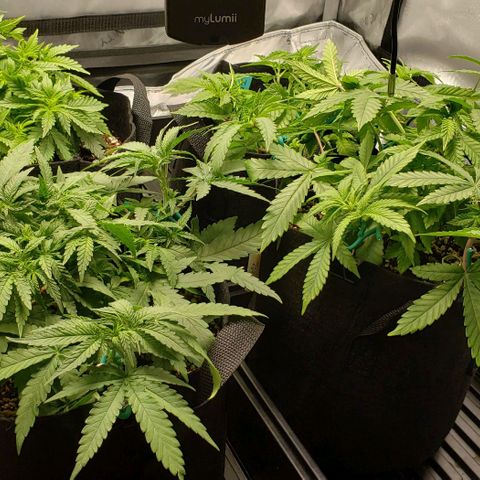 T-Dub (Trainwreck Heirloom) growlog timeline photo