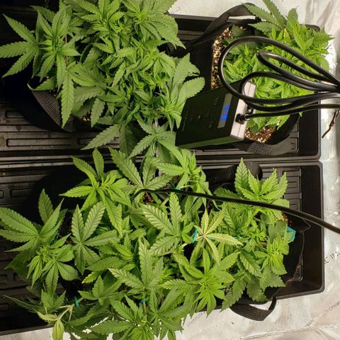T-Dub (Trainwreck Heirloom) growlog timeline photo
