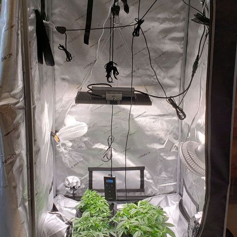 T-Dub (Trainwreck Heirloom) growlog timeline photo