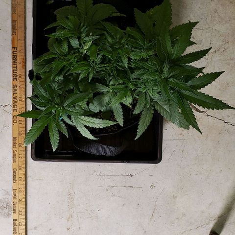 Girl Scout Cookie Extreme growlog photo: 14x14x6.5 inches
