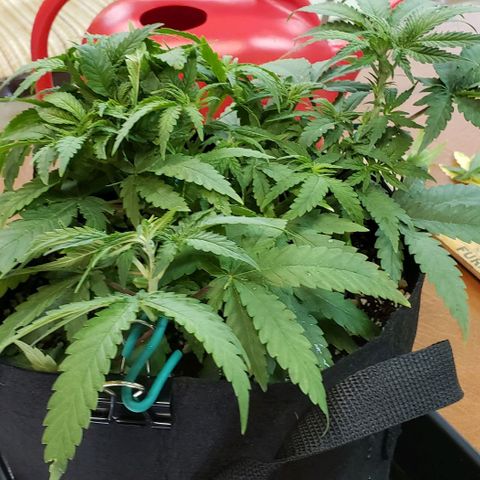 Girl Scout Cookie Extreme growlog photo: 14x14x6.5 inches
