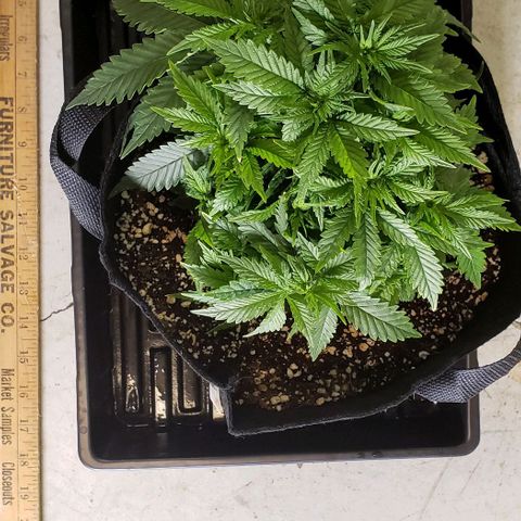 Trainwreck (Arcata cut) growlog photo: 11x10.5x7.5 inches