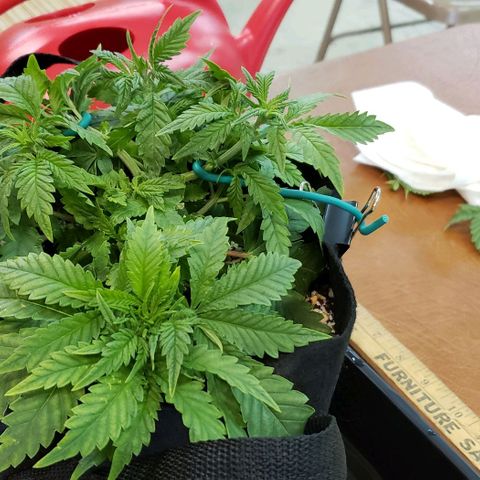 T-Dub (Trainwreck Heirloom) growlog photo: 11.5x9x6 inches