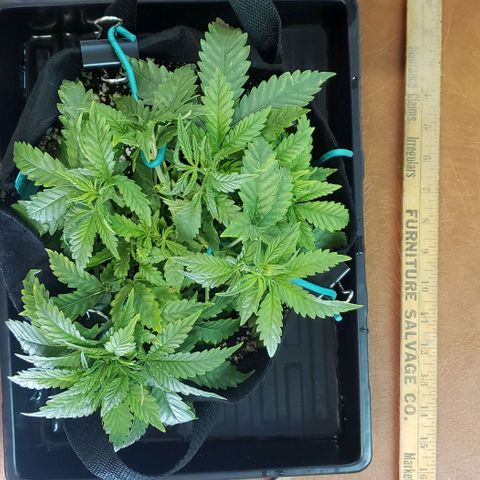 T-Dub (Trainwreck Heirloom) growlog photo: 11.5x9x6 inches