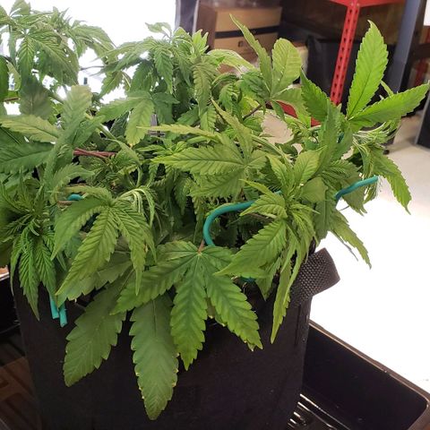 Hot Mess growlog photo: 16.5x15x7 inches