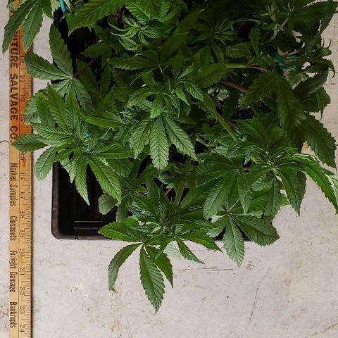 Hot Mess growlog photo: 16.5x15x7 inches