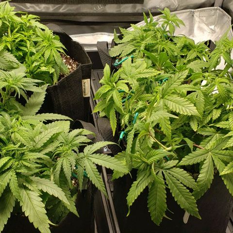T-Dub (Trainwreck Heirloom) growlog timeline photo
