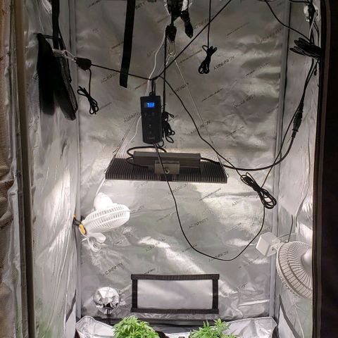 T-Dub (Trainwreck Heirloom) growlog timeline photo