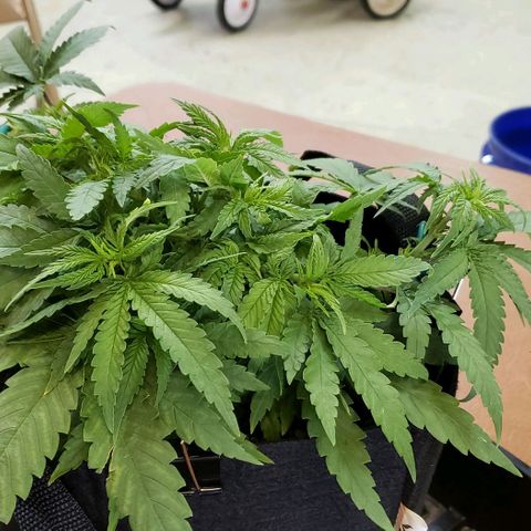 Girl Scout Cookie Extreme growlog photo: 14.5x13.5x6 inches