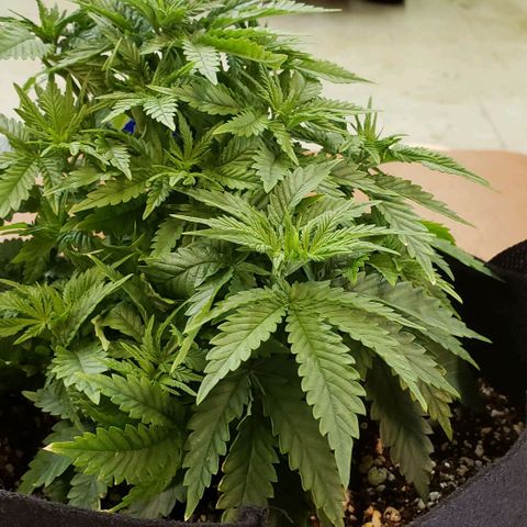 Trainwreck (Arcata cut) growlog photo: 12x11x7 inches