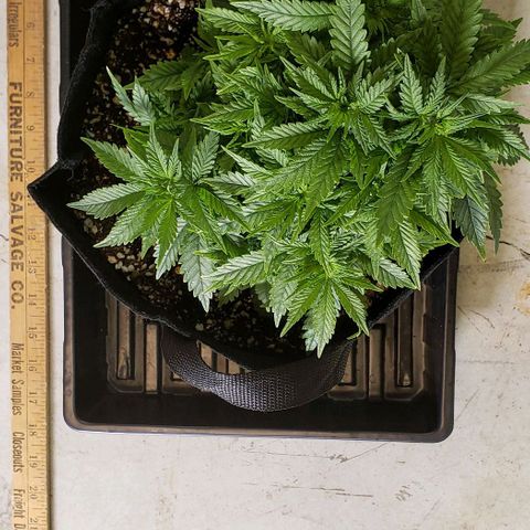 Trainwreck (Arcata cut) growlog photo: 12x11x7 inches