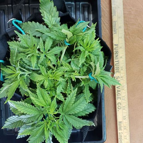 T-Dub (Trainwreck Heirloom) growlog photo: 11x9x6 inches