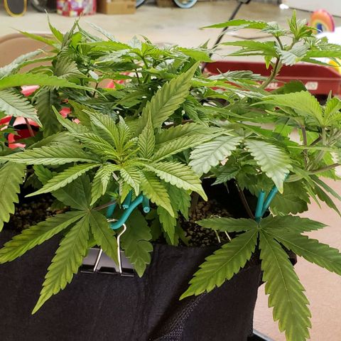 Hot Mess growlog photo: 17x17x7.5 inches