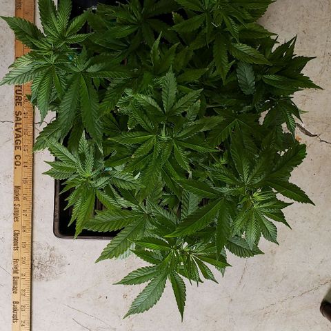Hot Mess growlog photo: 17x17x7.5 inches