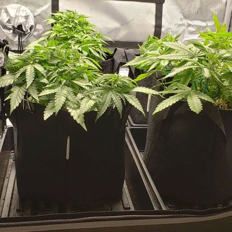 T-Dub (Trainwreck Heirloom) growlog timeline photo