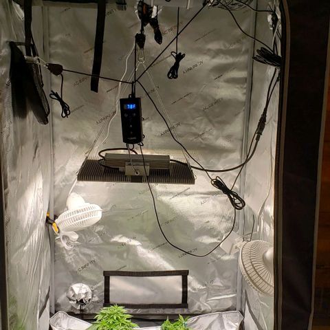 T-Dub (Trainwreck Heirloom) growlog timeline photo