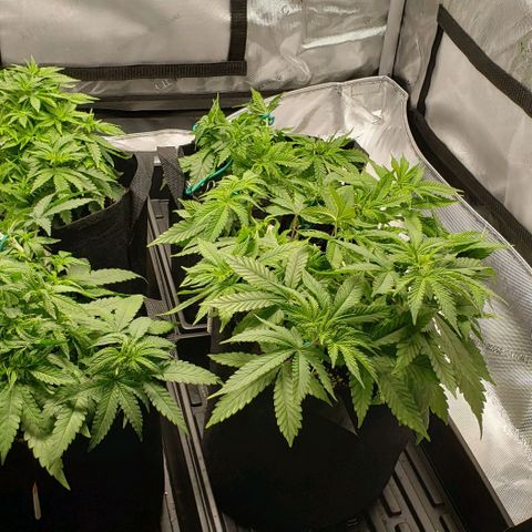 T-Dub (Trainwreck Heirloom) growlog timeline photo