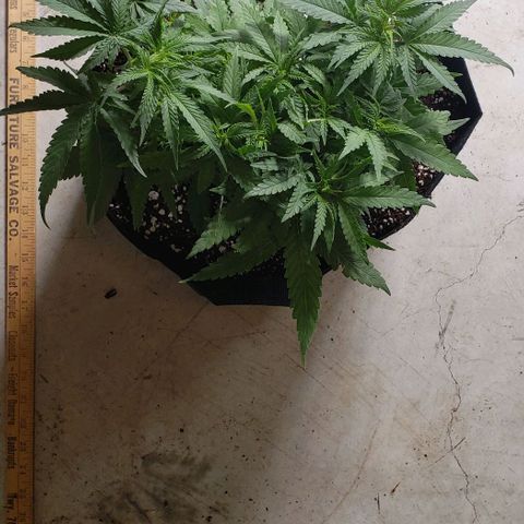 Girl Scout Cookie Extreme growlog timeline photo