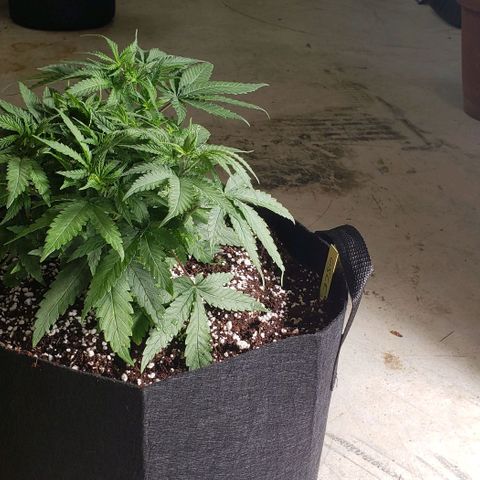Girl Scout Cookie Extreme growlog timeline photo