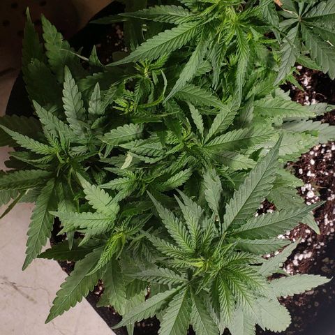 Girl Scout Cookie Extreme growlog timeline photo