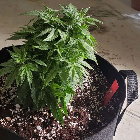 Trainwreck (Arcata cut) growlog timeline photo