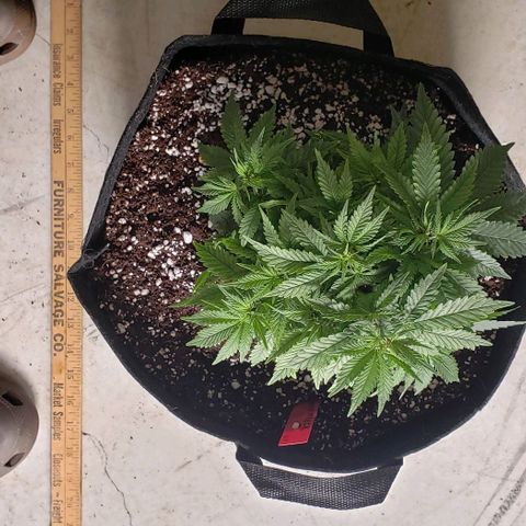 Trainwreck (Arcata cut) growlog timeline photo