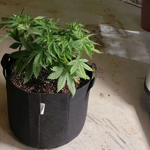 Hot Mess growlog timeline photo