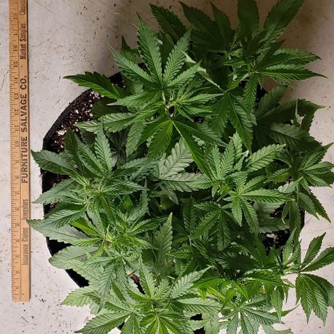 Hot Mess growlog timeline photo