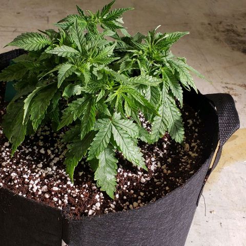 T-Dub (Trainwreck Heirloom) growlog timeline photo