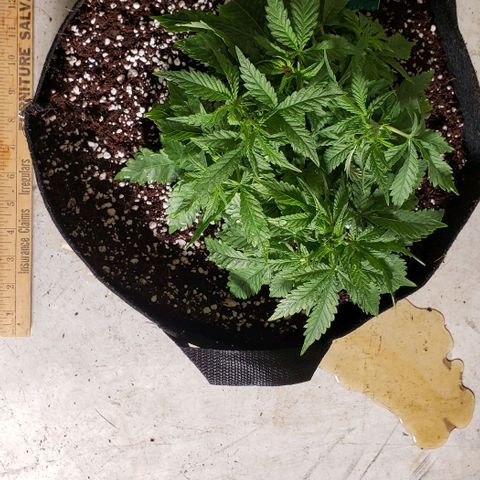 T-Dub (Trainwreck Heirloom) growlog timeline photo