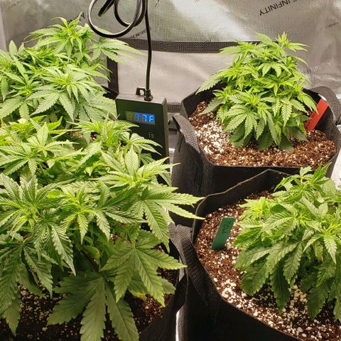 T-Dub (Trainwreck Heirloom) growlog photo: New 5 gal pots