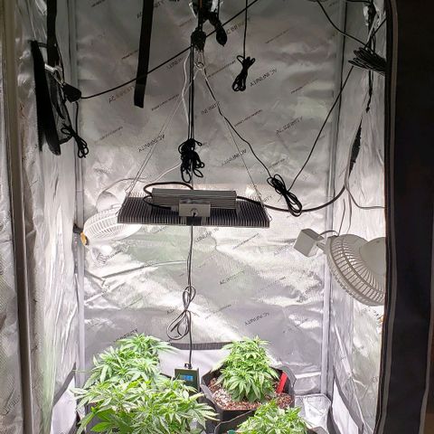 T-Dub (Trainwreck Heirloom) growlog photo: New 5 gal pots