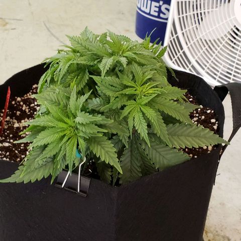 Trainwreck (Arcata cut) growlog photo: 10x8x6 inches