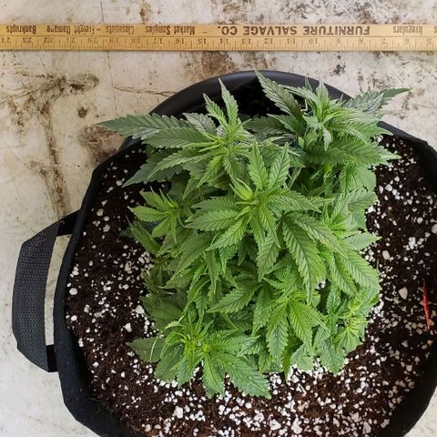 Trainwreck (Arcata cut) growlog photo: 10x8x6 inches