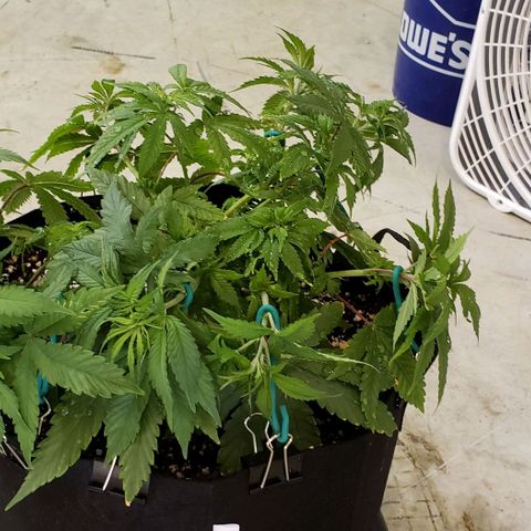 Hot Mess growlog photo: 14x14x7.5 inches. LST restarted
