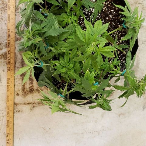 Hot Mess growlog photo: 14x14x7.5 inches. LST restarted