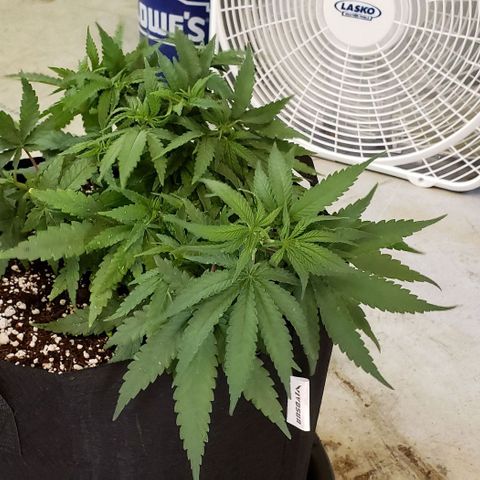Girl Scout Cookie Extreme growlog photo: 13x11x6.5 inches. Restarted LST