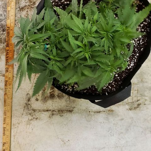 Girl Scout Cookie Extreme growlog photo: 13x11x6.5 inches. Restarted LST