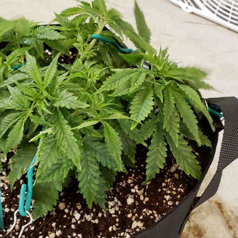 T-Dub (Trainwreck Heirloom) growlog photo: 10x7.5x5 inches. Restarted LST