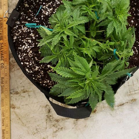 T-Dub (Trainwreck Heirloom) growlog photo: 10x7.5x5 inches. Restarted LST