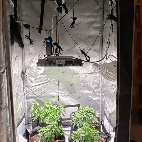 T-Dub (Trainwreck Heirloom) growlog timeline photo