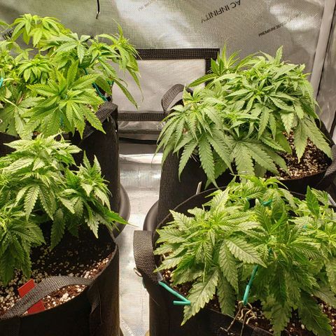 T-Dub (Trainwreck Heirloom) growlog timeline photo