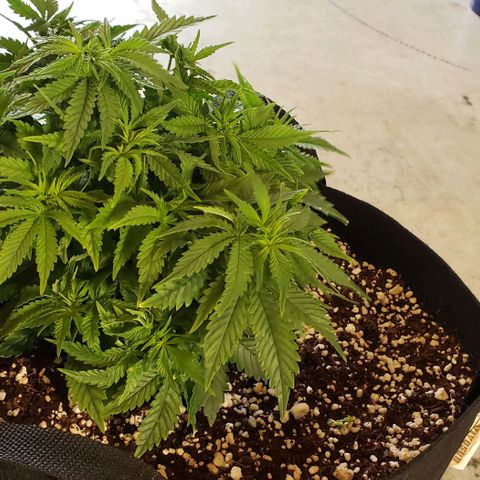 Trainwreck (Arcata cut) growlog photo: 12x11x7 inches