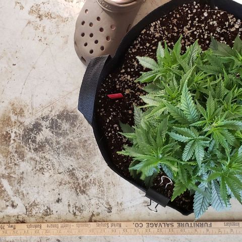 Trainwreck (Arcata cut) growlog photo: 12x11x7 inches