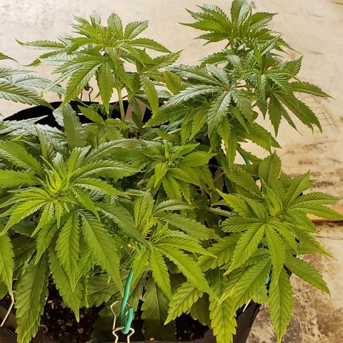 Hot Mess growlog photo: 16x16x7.5 inches